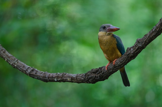 Pájaro Martín pescador de pico cigüeña posado en la rama