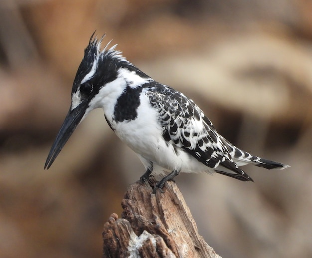 Pájaro del martín pescador de varios colores