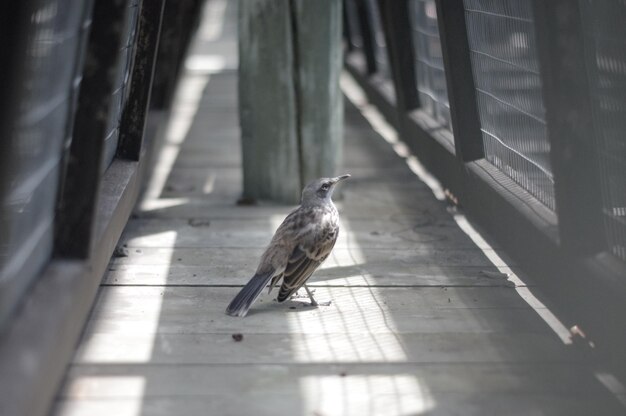 Foto un pájaro en medio de la valla