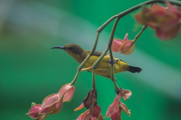 Pájaro de miel buscando néctar en flor