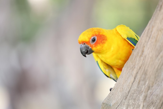 El pájaro mini loro en el árbol de palo