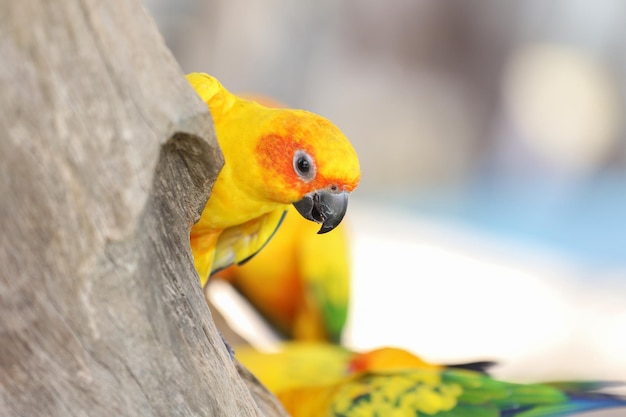 El pájaro mini loro en el árbol de palo