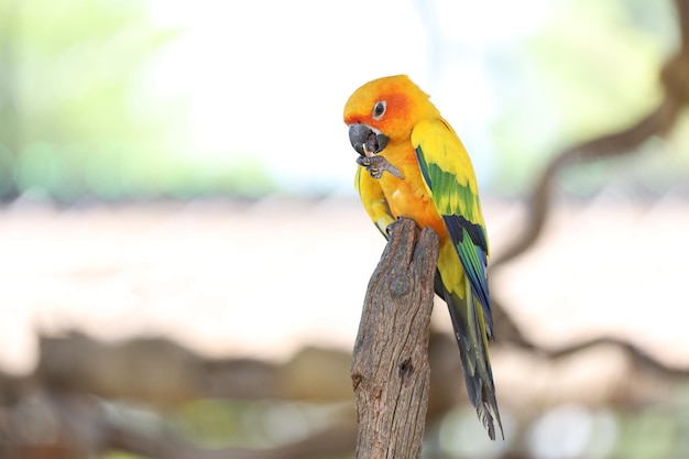 El pájaro mini loro en el árbol de palo