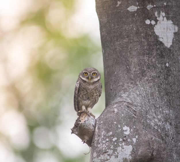 Pájaro, mochuelo moteado