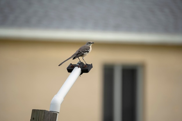 Un pájaro mockingbird del norte posado en un poste de la valla