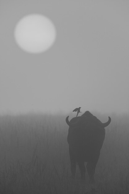 Foto el pájaro mono salta sobre el búfalo brumoso al amanecer