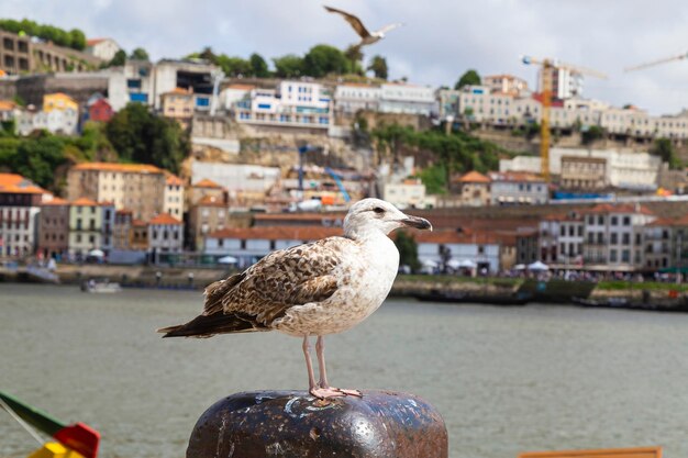 Foto pájaro en un muelle con pájaros volando detrás de él.