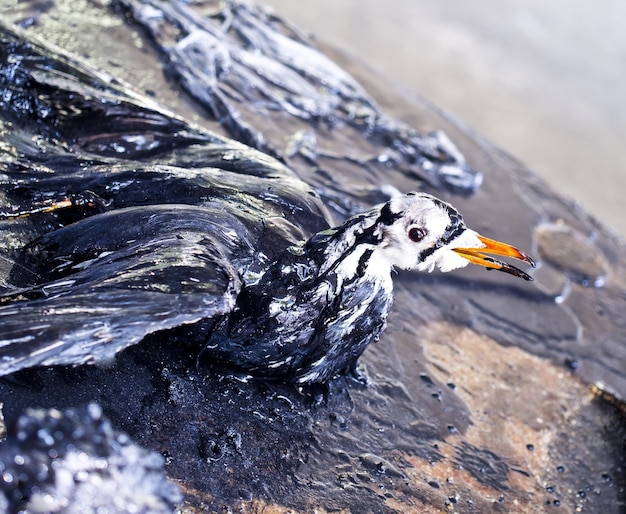 pájaro muerto por contaminación de petróleo en el medio ambiente