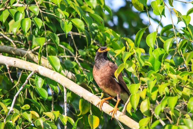 Pájaro myna común