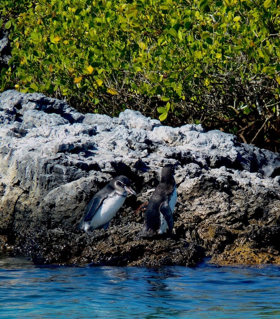 Foto un pájaro nadando en el agua