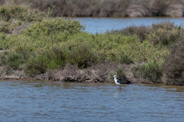 Un pájaro nadando en un lago