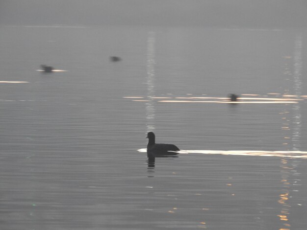 Foto un pájaro nadando en un lago