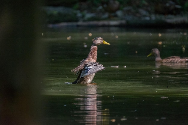 Un pájaro nadando en un lago