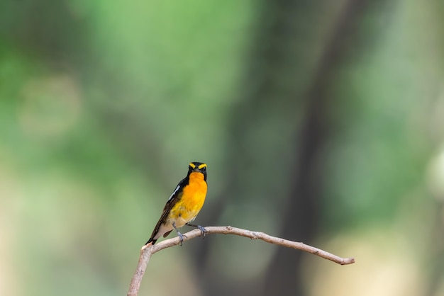 Foto pájaro narciso papamoscas ficedula narcissina macho negro naranja color amarillo naranja