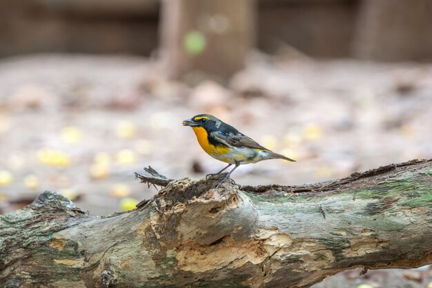 Foto pájaro (narcissus flycatcher, ficedula narcissina) macho negro, naranja, naranja-amarillo