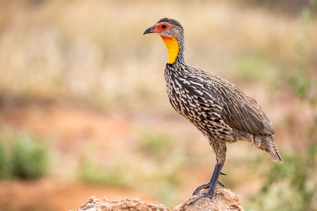 Pájaro nativo muy colorido en el paisaje de Kenia