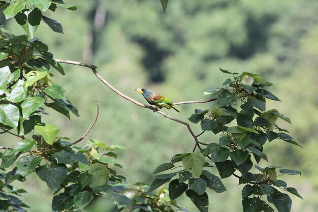 Foto pájaro en la naturaleza