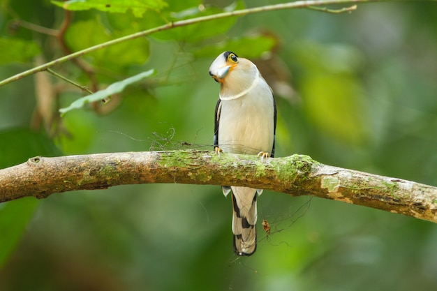 Pájaro en la naturaleza