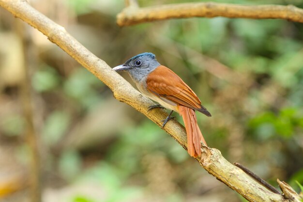 Pájaro en la naturaleza