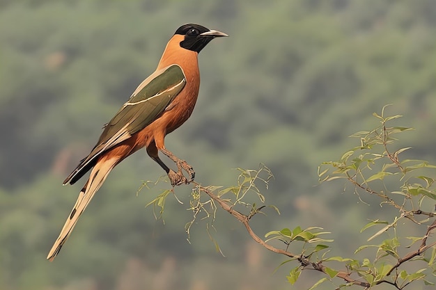 pájaro en el naturebird en el nuturebird en una rama de un árbol