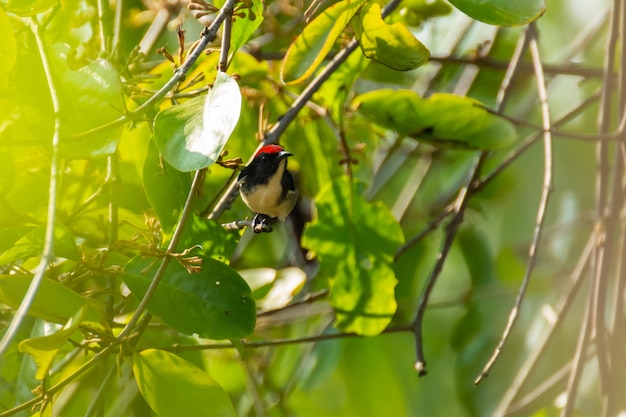 Pájaro (Nectariniidae) En Ramas De Arbustos, De Grosellas.