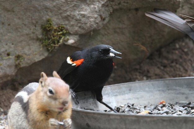 pájaro negro de alas rojas