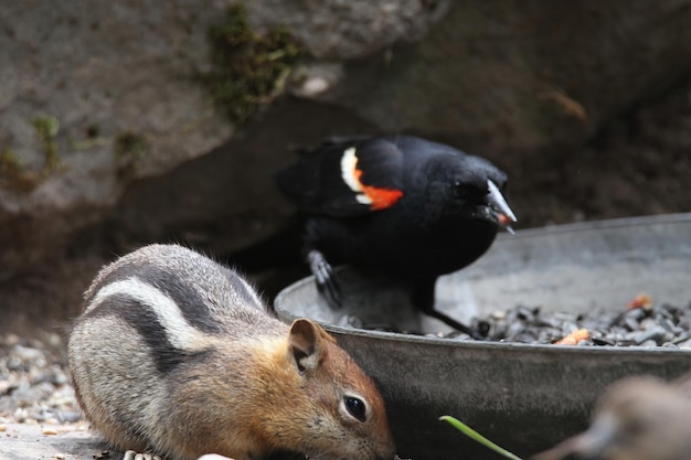 pájaro negro de alas rojas