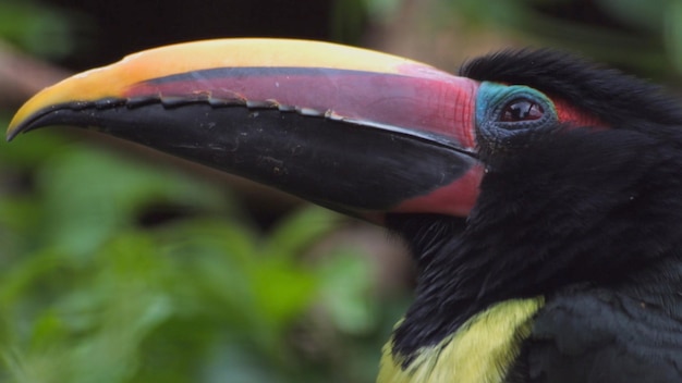 Un pájaro negro y amarillo con un pico rojo.