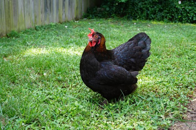 Un pájaro negro en un campo