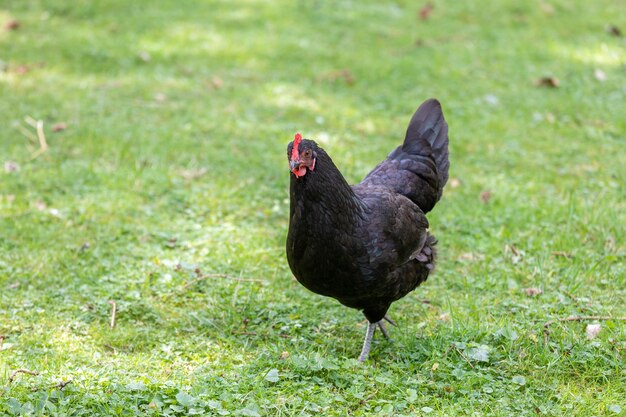 Un pájaro negro en un campo.