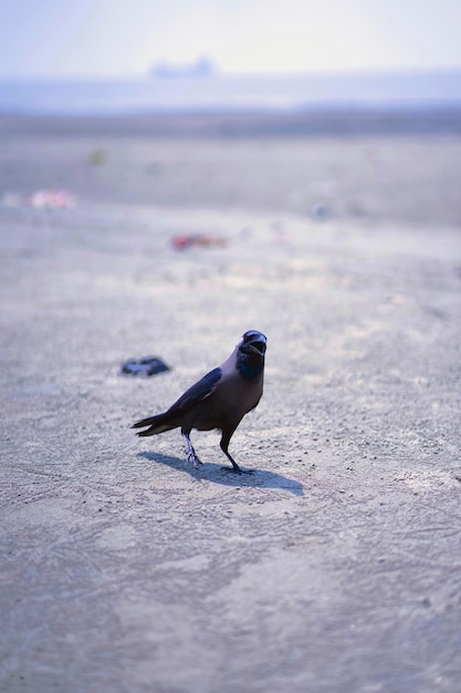 Un pájaro negro está parado en el suelo.