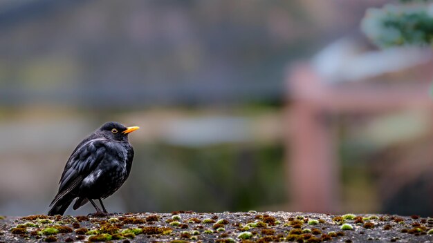 Pájaro negro de Eurasia