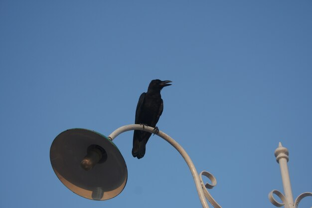 Pájaro negro en la lámpara