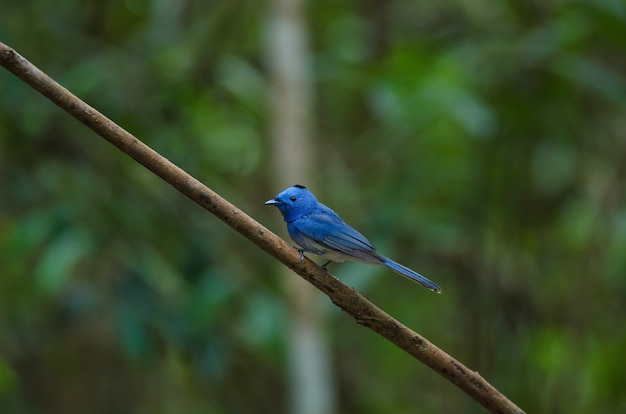 Pájaro negro-naped monarca (Hypothymis azurea) en la naturaleza posarse en una rama