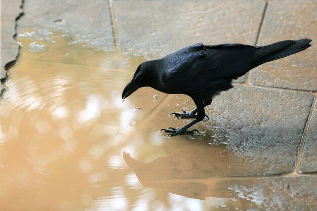 pájaro negro observando sombras en el agua