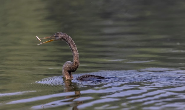 Un pájaro negro con un pez en el pico.