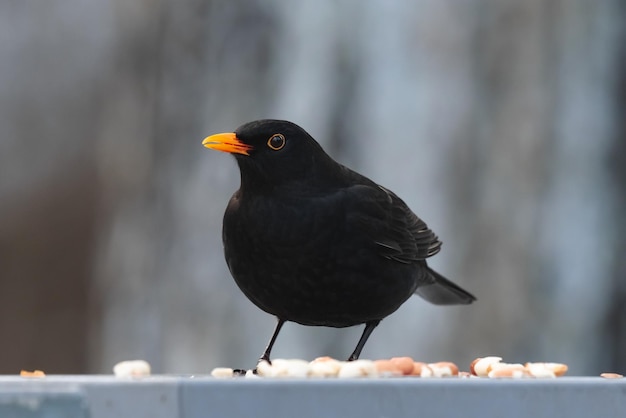 pájaro negro con pico naranja, mirlo común