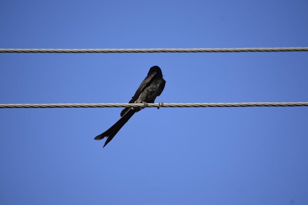 Un pájaro negro sentado en un alambre contra el cielo azul