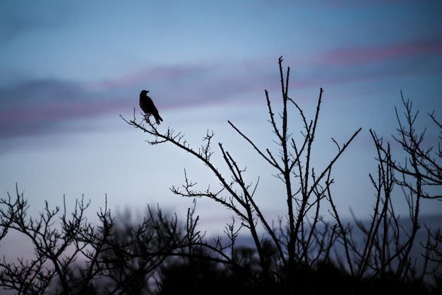 Pájaro negro sobre ramas