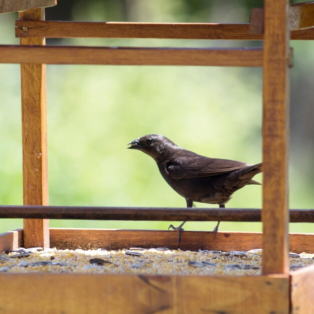 Foto el pájaro negro.