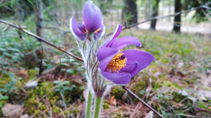 pájaro de nieve, flor de violeta