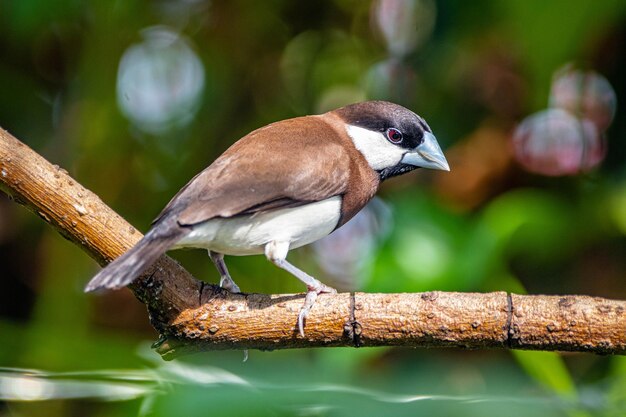 Un pájaro con un ojo negro y una cara blanca está posado en una rama.