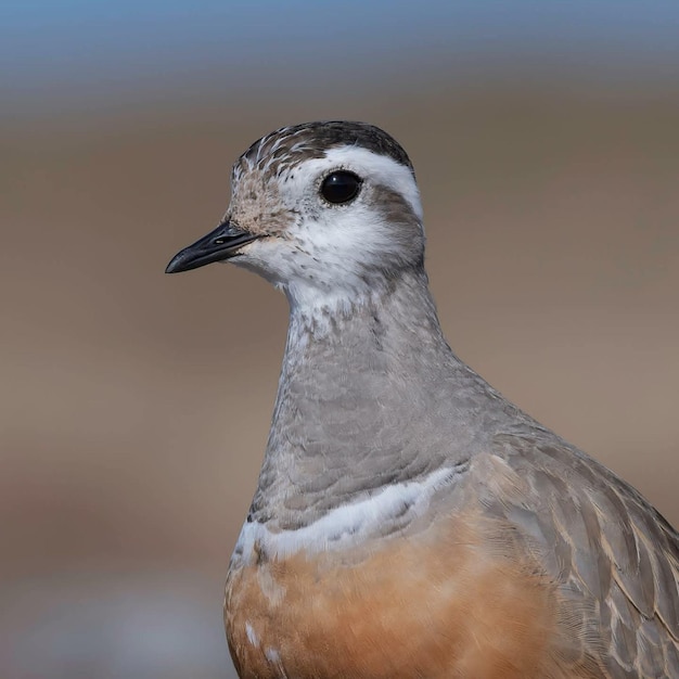 Foto un pájaro con un ojo negro y un fondo blanco