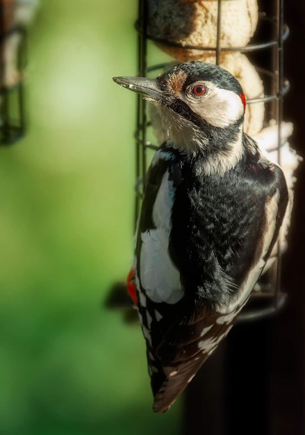 Un pájaro con ojos rojos está en un comedero para pájaros.