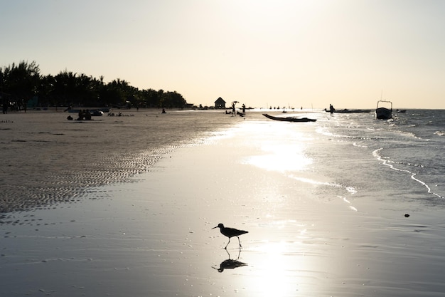 Foto pájaro en la orilla de la hermosa playa de holbox en méxico