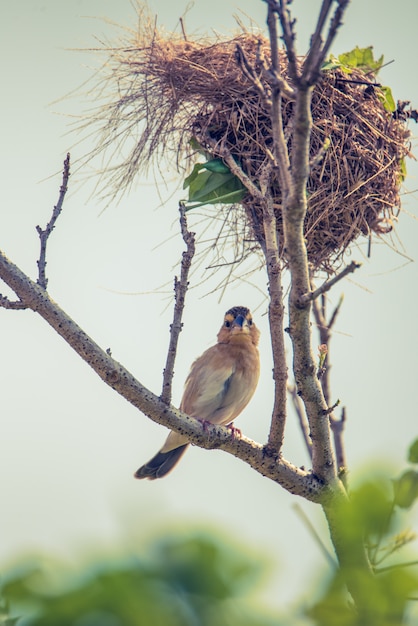 Foto pájaro oriole amarillo con nido en la rama del árbol.