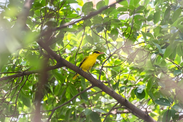 Pájaro (Oriole Negro-Naped) en una naturaleza salvaje