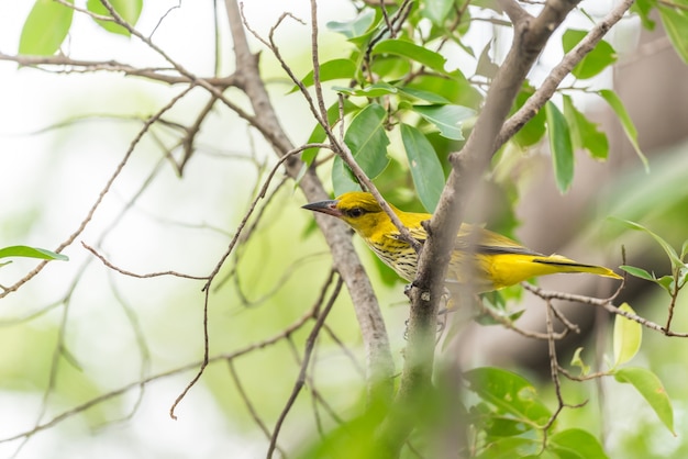 Pájaro (Oriole de nuca negra, Oriolus chinensi) amarillo posado en un árbol en una naturaleza salvaje