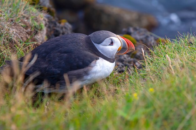 Pájaro Paffin sentado en la hierba en Islandia