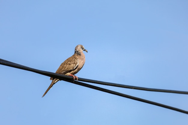 El pájaro de la paloma de la ciudad en la línea eléctrica negra sobre fondo de cielo azul